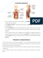 GENERALIDADES Anatomía Part.5
