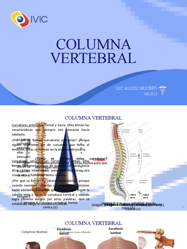 Anatomía de la Columna Vertebral | PDF | Vértebra | La columna vertebral