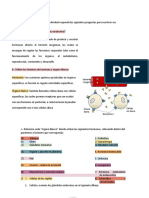 Sistema Endocrino