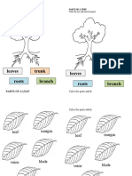 Leaves Trunk Roots Branch Leaves Trunk Roots Branch