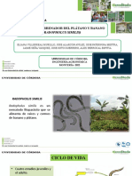 EXPOSICION-nematodo Barrenador