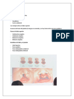 Histología Oral: Fisuras de Labio Superior