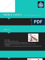 Medula Osea Patologia e Inmunologia