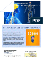 Base Morfologica Y Morfofuncional Sistema Nervioso: Prfe. Julio Cesar Alumnas Ana Lilia Gallardo Melo Kenya