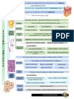 Tejido Adiposo Cuadro