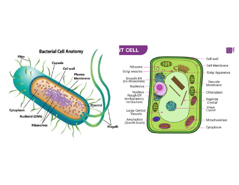 2 3 Unique Characteristics Of Prokaryotic Cells Allied Health