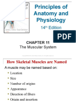 Ch11 Modified Muscular Systems