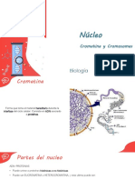 Núcleo: Cromatina y Cromosomas