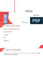 Núcleo: Operones