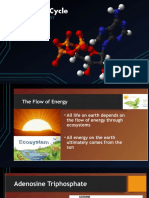 ATP - ADP Cycle: Module 1 - Energy Transformation