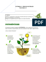 Guia de Ciencias 6° Fotosíntesis