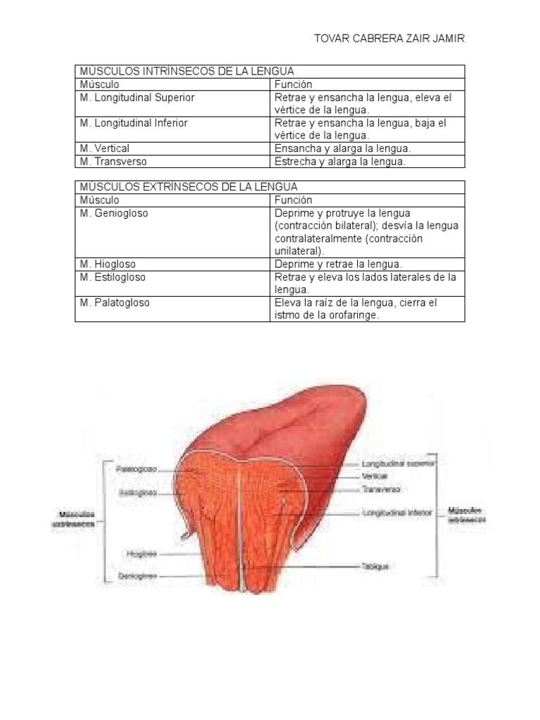 m-sculos-intr-nsecos-de-la-lengua-pdf-anatom-a-humana-cabeza-y