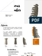 Fosas y Foramenes Del Cuello