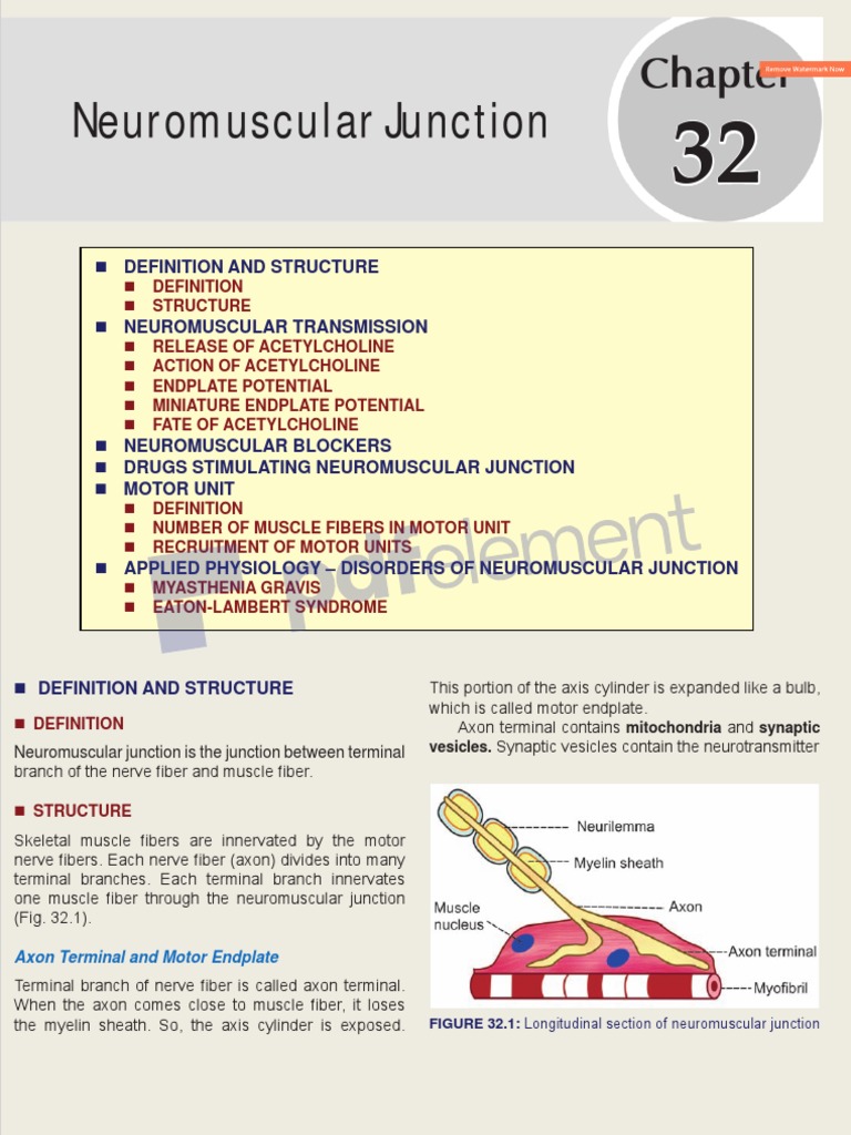 Neuromuscular Junction: Definition and Structure | PDF | Neuromuscular ...