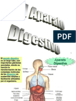 Aparato Digestivo