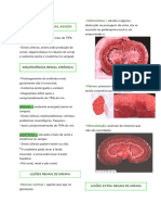 Patologia - Sistema Urinário