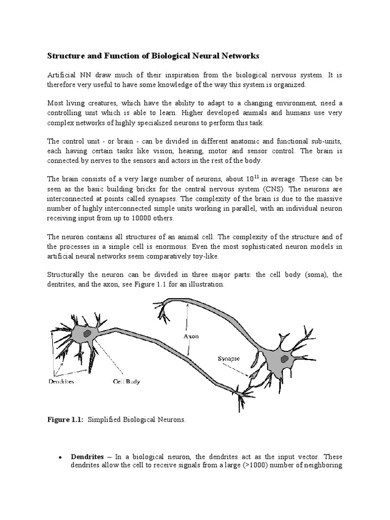 Biological Neural Networks Explained | PDF | Neuron | Dendrite