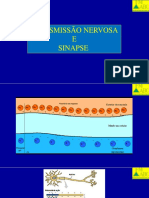 Slides - Transmissão Nervosa e Sinapse