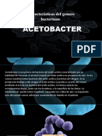 Características Del Genero Bacteriano: Acetobacter