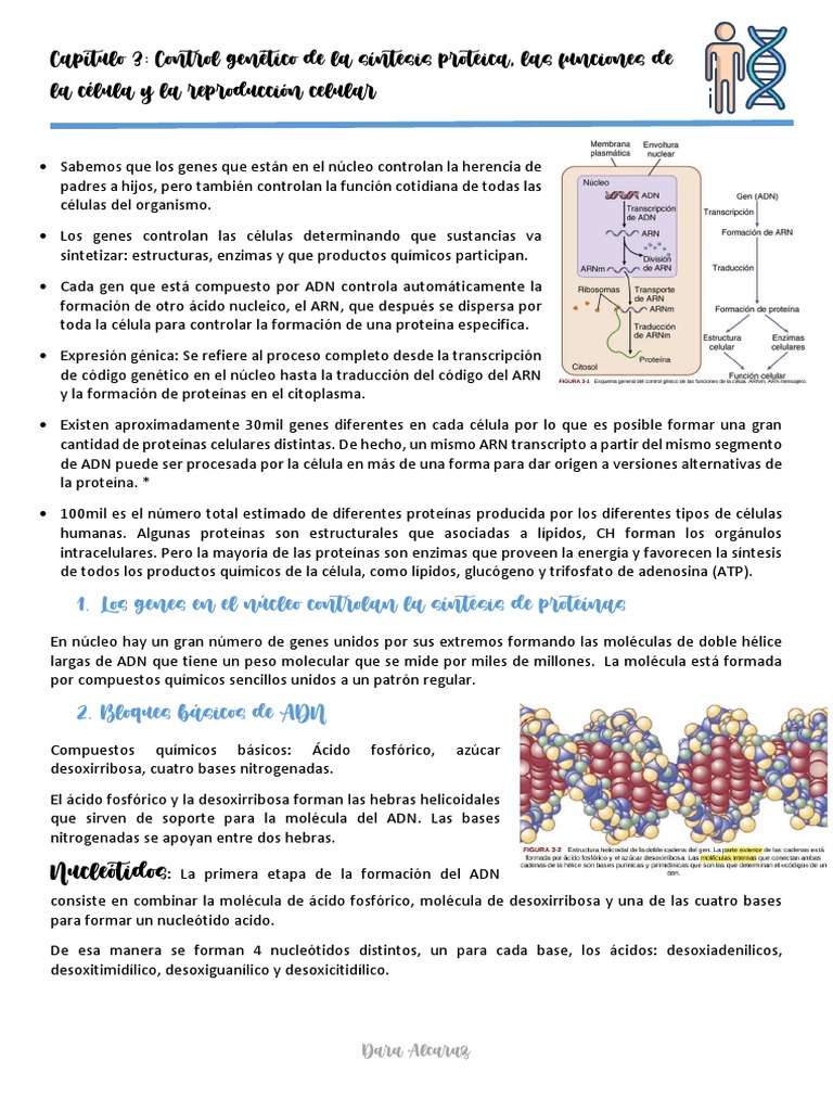 Capítulo 3 - Fisiologia de Guyton | PDF | Rna | Ribosoma