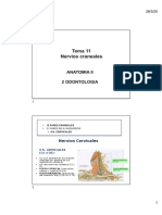 Tema 11 Nervios Craneales: Anatomia Ii 2 Odontologia