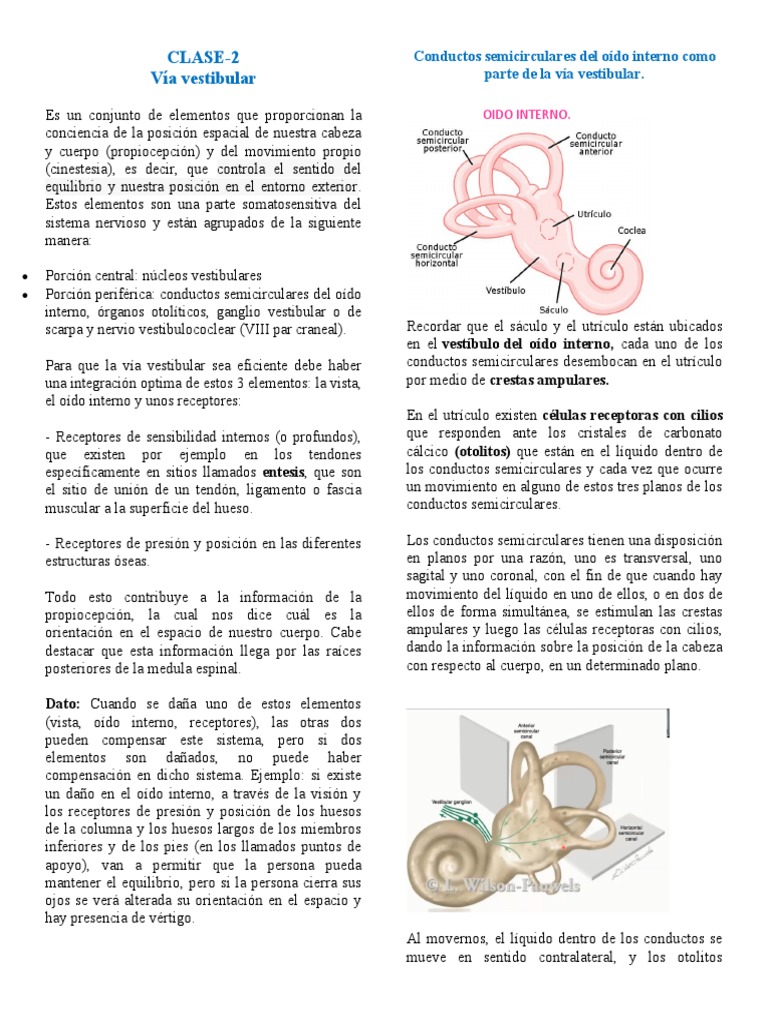 Función del Sistema Vestibulococlear | PDF | Cerebelo | Oído