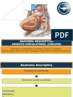 Anatomía Descriptiva: Aparato Circulatorio, Corazón