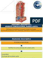 Anatomía Descriptiva: Aparato Circulatorio, Ramas Aorta