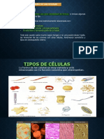 Formas y tamaños celulares