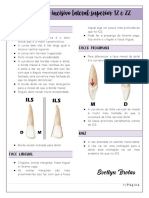 Anatomia Do Incisivo Lateral Superior