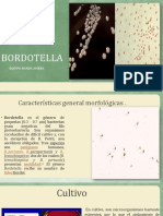 BORDOTELLA