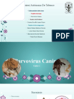 Parvovirus Canino