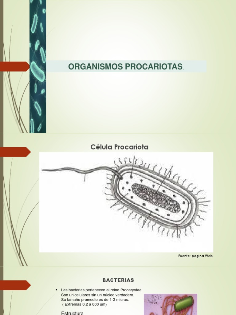 Organismos Procariotas | PDF | Las bacterias | Lipopolisacárido