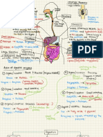 Human Digestive System