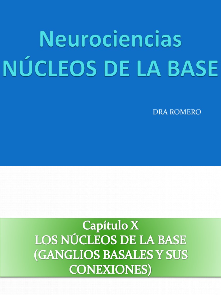 4 Nucleos de La Base | PDF | Ganglios basales | Órgano (anatomía)