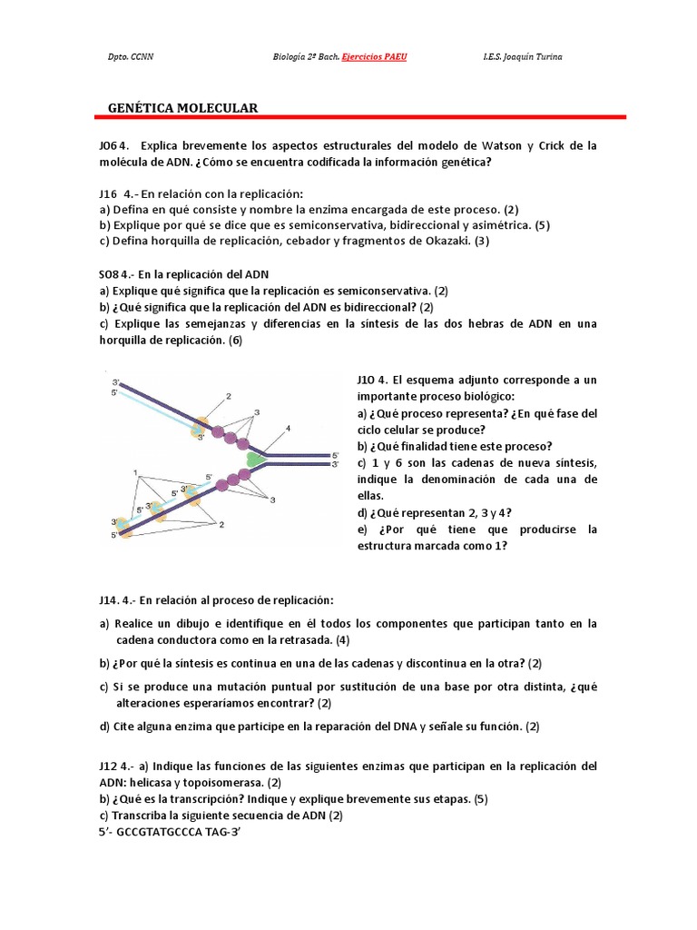 Ejercicios de Genética Molecular 2º Bach. | PDF | Rna | Adn