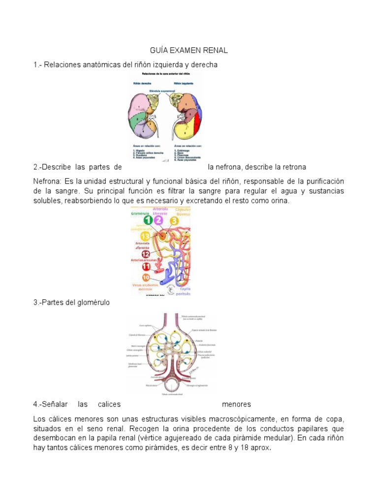 Guía Examen Renal | PDF | Riñón | Enfermedad renal crónica