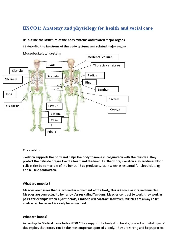 Anatomy and Physiology 3 Final | PDF | Respiratory Tract | Heart