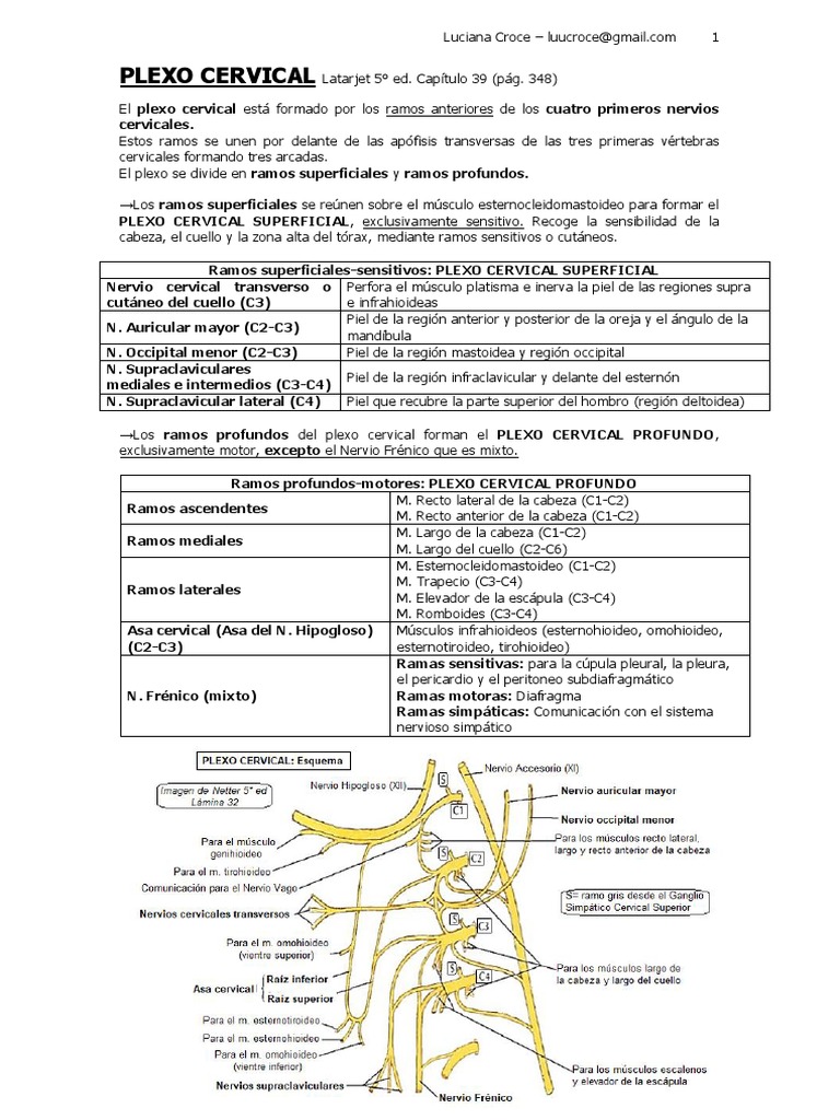 1 Resumen Plexos - Lu Croce | PDF | Sistema musculoesquelético | Tejido ...