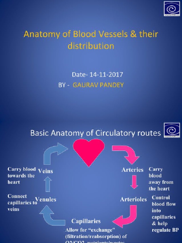 Anatomy of Blood Vessels | PDF