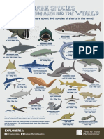 Explorers Shark Species poster