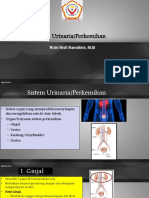 Sistem Urinaria/Perkemihan: Rizki Nisfi Ramdhini, M.Si