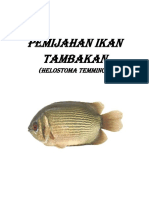 Pemijahan Ikan Tambakan