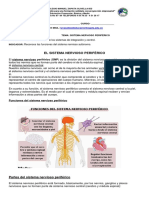 El Sistema Nervioso Periférico