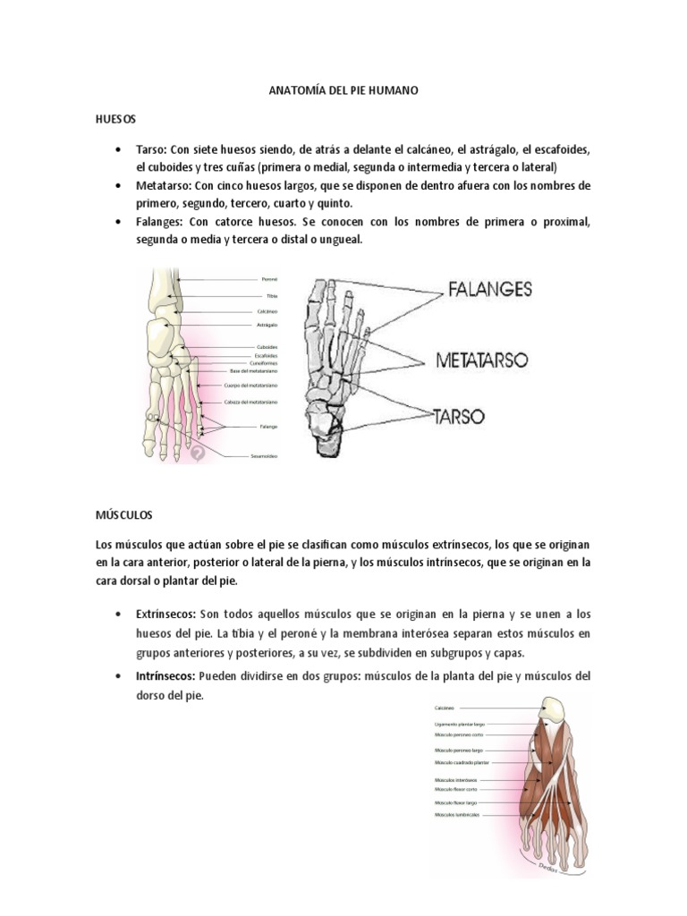 Anatomía y Funciones Del Pié Humano | PDF | Pie | Sistema esquelético