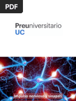 Impulso Nervioso y Sinapsis Explicados | PDF | Potencial de acción ...