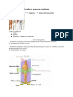 Revisão de Anatomia Simplificada