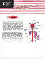 Anatomía y Funciones del Escroto | PDF | Testículo | Artería