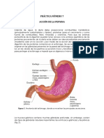 Practica 7 Pepsina