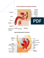 Aparato Reproductor Femenino, Masculino y Etapas Del Feto